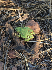 Hyla wrightorum