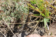 Sceloporus scalaris