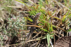 Sceloporus scalaris