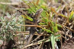 Sceloporus scalaris