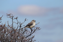 Mimus polyglottos polyglottos