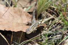 Sceloporus scalaris