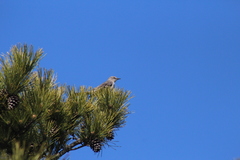 Mimus polyglottos polyglottos