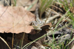 Sceloporus scalaris