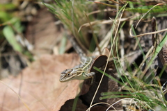 Sceloporus scalaris