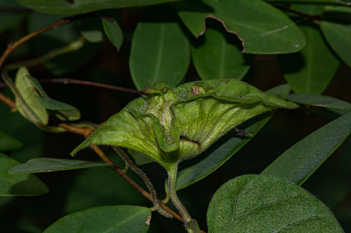 Ipomoea pileata iNat (2)