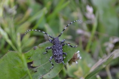 Aegomorphus clavipes