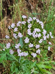 Centranthus calcitrapae image