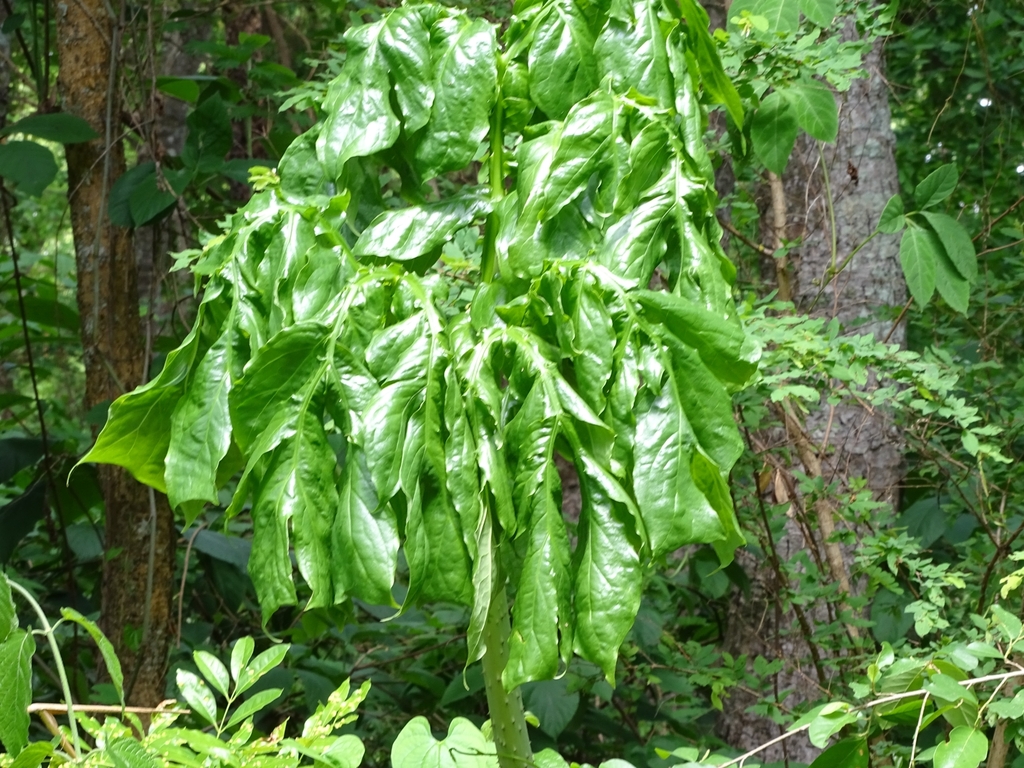 Anchomanes from Djougou, BJDO, BJ on April 22, 2023 at 0342 PM by