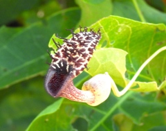 Aristolochia taliscana