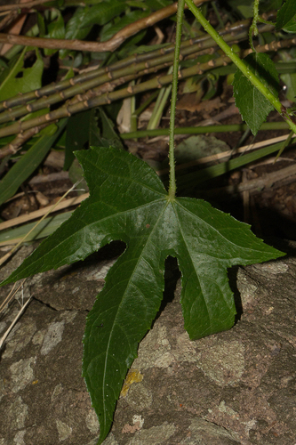 Hibiscus altissimus image