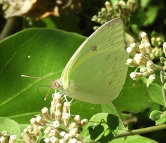 Aphrissa statira statira