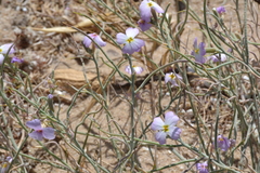 Malcolmia littorea