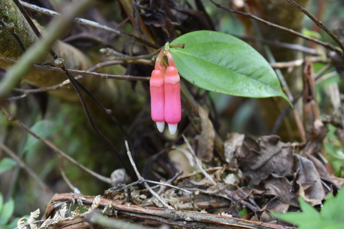 Psammisia ramiflora image