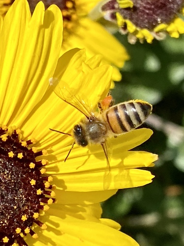 iNaturalist observation photo of Western Honey Bee