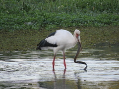 Synbranchus marmoratus
