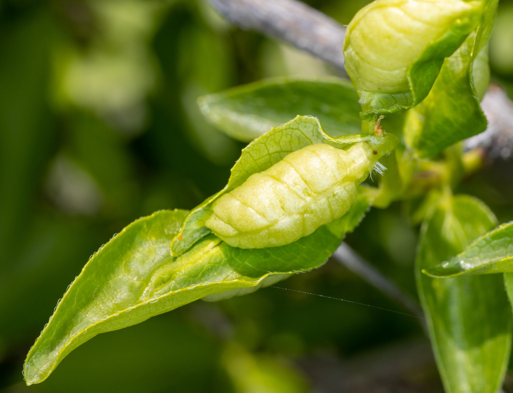 Winged and Once-winged Insects from Scout Camp Trail, Jefferson Cty, OR ...
