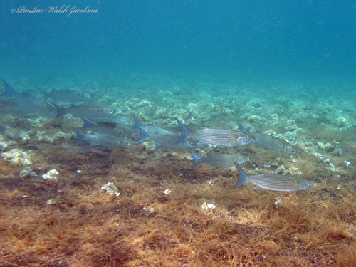Bluespot mullet