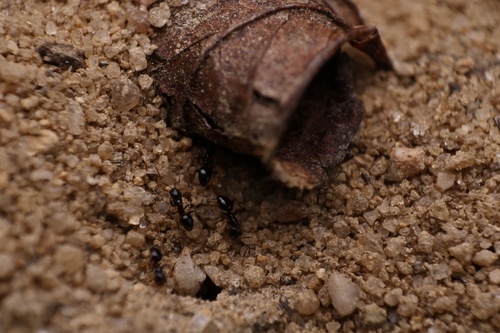 Northern Crazy Ant photo 3
