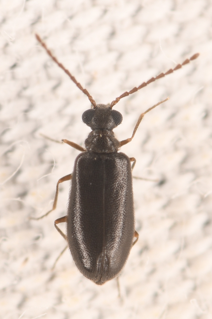 Cedraderus