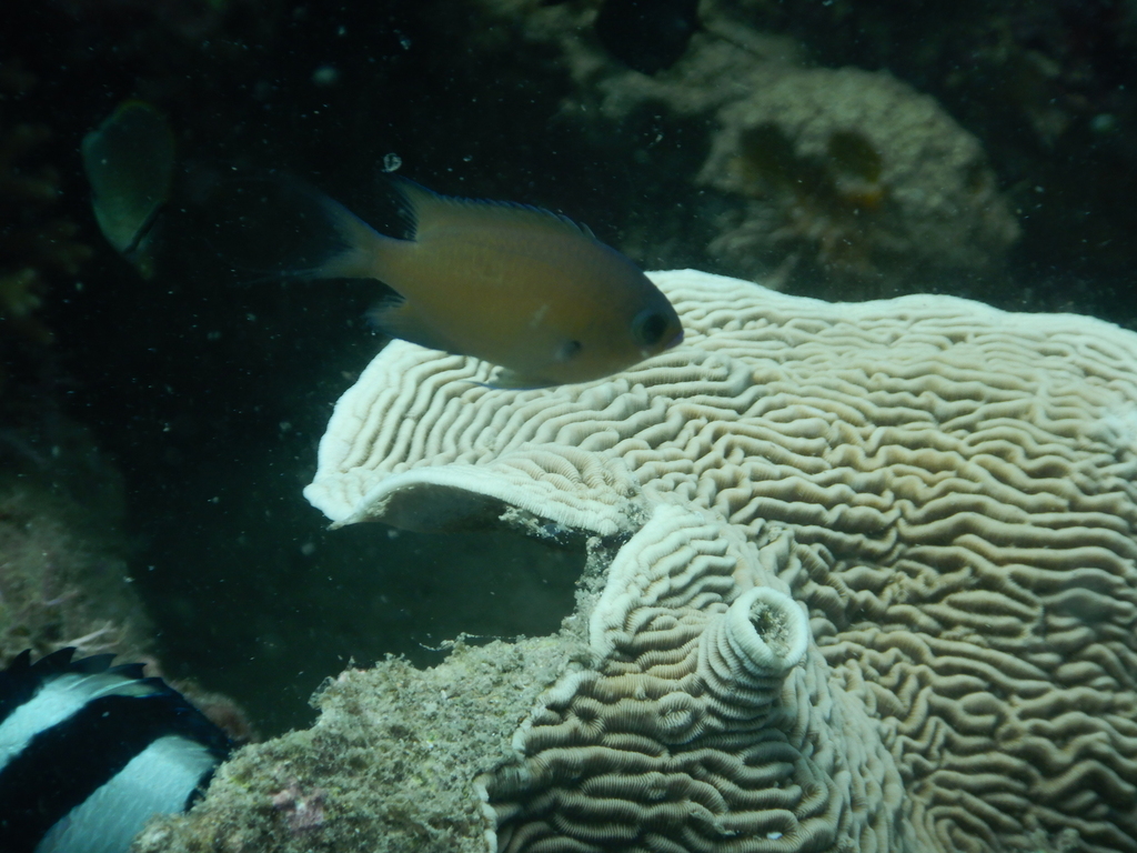 Pycnochromis agilis