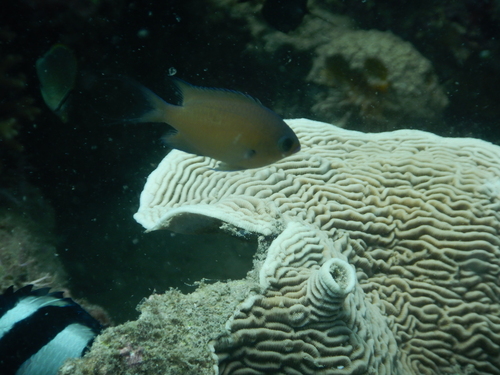 Chromis agilis observed 2023-03-18