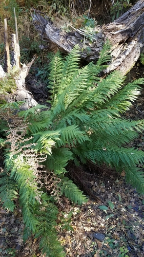 iNaturalist observation photo of giant chain fern