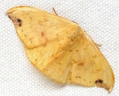 Tridrepana fulvata