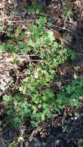 iNaturalist observation photo of western columbine
