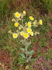 Image of Andryala integrifolia