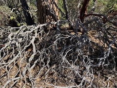 Arctostaphylos glauca