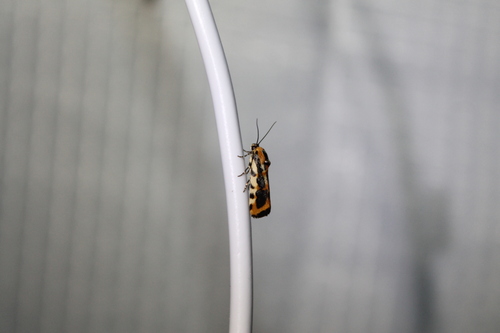 Common Spragueia Moth photo 6