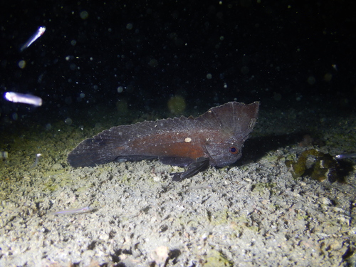 Cockatoo waspfish (Ablabys binotatus) — Tetrarogidae — 2