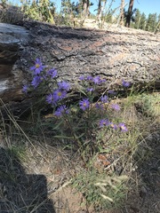 Dieteria bigelovii