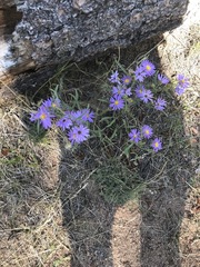 Dieteria bigelovii