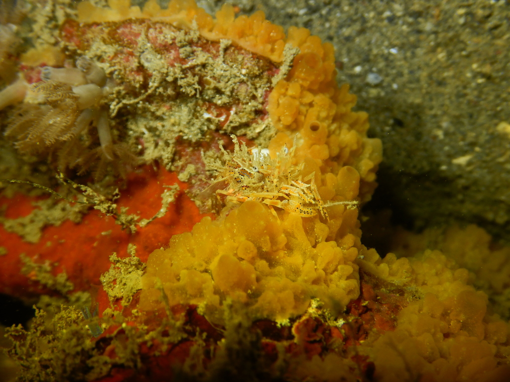 Spiny Tiger Shrimp