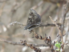 Hesperopsis alpheus