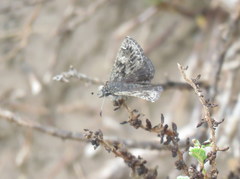 Hesperopsis alpheus