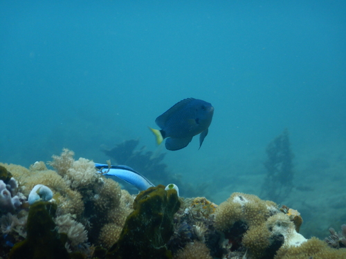 Paletail damsel (Pomacentrus trichrourus) — Pomacentridae — 3