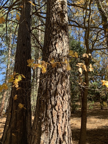 iNaturalist observation photo of Coulter pine