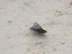 Hesperopsis alpheus