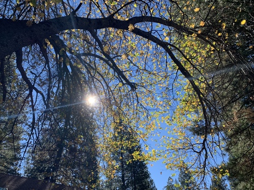 iNaturalist observation photo of California black oak