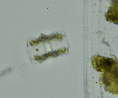 Asteromphalus heptactis