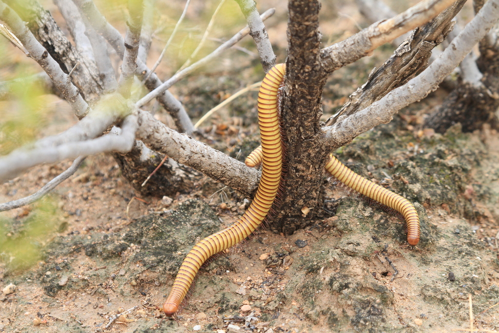 Desert Millipede