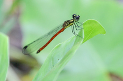 Rhinocypha pagenstecheri timorana