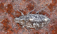 Pechalius dentiger