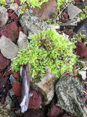 Rhynchostegium serrulatum