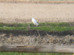 Egretta garzetta