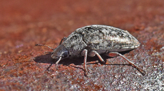 Pechalius dentiger