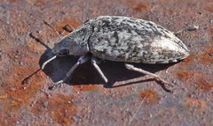 Pechalius dentiger